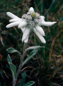 Edelweiss (foto) od Unbekannt Unbekannt
