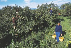 Sklizeň bergamotu, Kalábrie, Itálie (foto) od Unbekannt Unbekannt