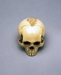 Model lebky, pravděpodobně netsuke, Japonec od Unbekannt Unbekannt