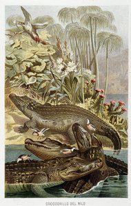 Krokodýli nilští (crocodylus niloticus) - v „Život zvířat“ od A.E. Brehm, Turín od Unbekannt Unbekannt