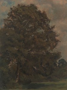 Studie jasanu od Lionel Constable