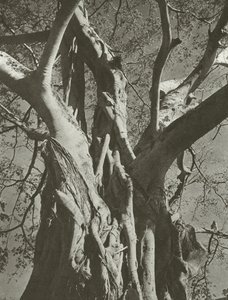 Banyan tree (černobílá fotografie)