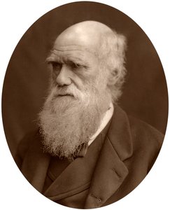 Charles Darwin, 1878. od Lock and Whitfield