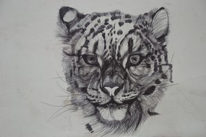 Sněžný leopard,2016,(bic biro na papíře) od Lou Gibbs