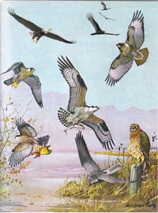 Orel bělohlavý, Turtle Vulture, Eastern Red Tailed Hawk, Duck Hawk, American Osprey, Marsh Hawk od Louis Agassiz Fuertes
