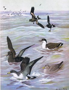Ilustrace z hospody The Natural History of American Birds of Eastern and Central North America. od Bramhall House kolem roku 1970