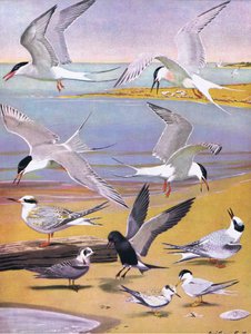Ilustrace z hospody The Natural History of American Birds of Eastern and Central North America. od Bramhall House kolem roku 1970