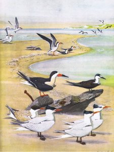 Ilustrace z hospody The Natural History of American Birds of Eastern and Central North America. od Bramhall House kolem roku 1970