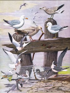 Ilustrace z hospody The Natural History of American Birds of Eastern and Central North America. od Bramhall House kolem roku 1970