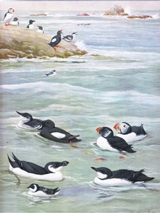 Ilustrace z hospody The Natural History of American Birds of Eastern and Central North America. od Bramhall House kolem roku 1970