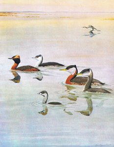 Ilustrace z hospody The Natural History of American Birds of Eastern and Central North America. od Bramhall House kolem roku 1970