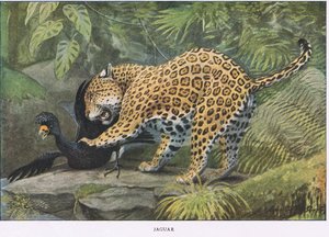 Jaguar od Louis Agassiz Fuertes