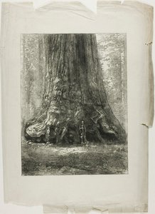Pokroucené stromy od Louis Auguste Lepère
