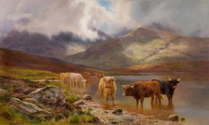 Highland Cattle (olej na plátně)