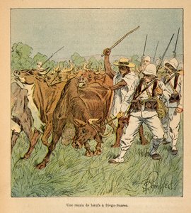 Válka na Madagaskaru – neoficiální historie francouzských expedic v letech 1885-1895 od Henri Galli dit Galllichet (1854-1922), ilustrované Louisem Bombledem (1862-1927): V Diego-Suarez požaduje francouzská armáda voly, soukromá sbírka od Louis Charles Bombled