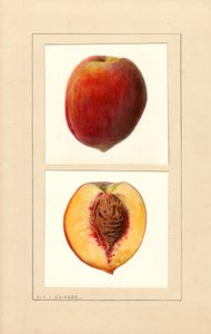 Broskve (Prunus persica: číslo 10) (akvarel) od Louis Charles Christopher Krieger
