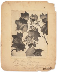 Tiffany Studios, cca 1898-1920 (fotografie č/b) od Louis Comfort Tiffany