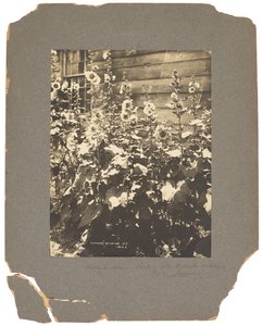 Tiffany Studios, c.1898-1920 (fotografie b/w) od Louis Comfort Tiffany