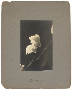 Tiffany Studios, cca 1898-1920 (fotografie č/b) od Louis Comfort Tiffany