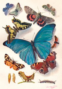 Příklad ilustrace barevných bloků pro vědeckou práci, c1903.