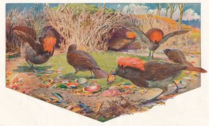 Gardener Bower Birds, 1911, 1911