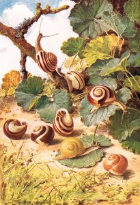 Land Snails, ilustrace z 