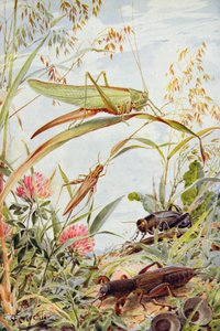 Musical Insects, ilustrace z 