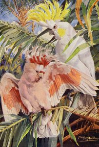 Kakadu (barva litho)