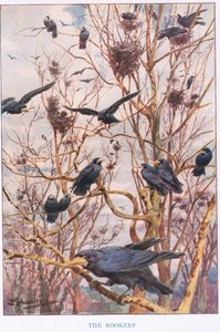 The Rookery, ilustrace z 