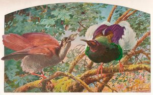 Dvanáctidrátové Birds of Paradise, c1910, 1911 od Louis Fairfax Muckley