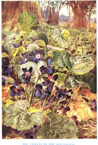 Fialky v bukovém lese, ilustrace z 
