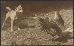 [Angry Bird and Dog] od Louis Fleckenstein
