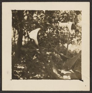 [Lilie] od Louis Fleckenstein