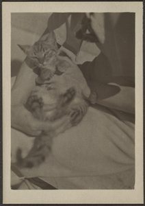[Cat] od Louis Fleckenstein