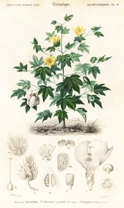 Bavlník, Gossypium barbadense., 1849 (rytina)