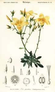 Len, Linum campanulatum., 1849 (rytina) od Louis Joseph Edouard Maubert