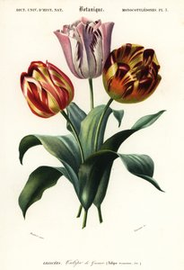 Zahradní tulipán, Tulipa gesneriana., 1849 (rytina)