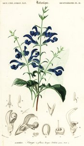 Šalvěj hořcová nebo šalvěj rozprostřená, Salvia patens., 1849 (rytina)