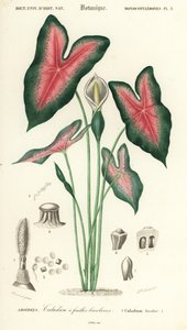 Srdce Ježíšovo, Caladium bicolor. ,1849 (rytina)