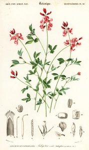 Indigo rostlina, Indigofera ležící. , 1849 (rytina)
