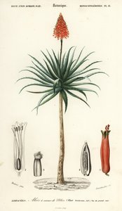 Krantz aloe, Aloe arborescens., 1849 (rytina) od Louis Joseph Edouard Maubert