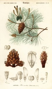 Borovice přímořská nebo borovice trsová, Pinus pinaster., 1849 (rytina)