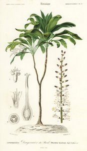 Palmová lilie, Cordyline fruticosa., 1849 (rytina) od Louis Joseph Edouard Maubert
