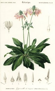 Shooting star nebo východní padající hvězda, Dodecatheon mediadia. ,1849 (rytina) od Louis Joseph Edouard Maubert