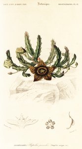 Hvězdný květ, Orbea variegata., 1849 (rytina) od Louis Joseph Edouard Maubert