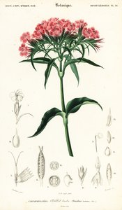 Sweet William, Dianthus barbatus., 1849 (rytina) od Louis Joseph Edouard Maubert