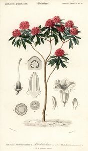 Rododendron stromový, Rhododendron arboreum. ,1849 (rytina)