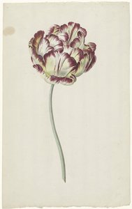 Tulipán od Louis Moritz