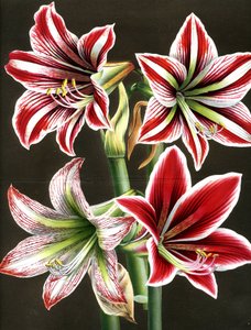 AMARYLLIS HIPPEASTRA (rytina) od Louis Van Houtte