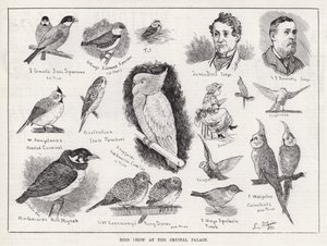 Bird Show v Crystal Palace (rytina) od Louis Wain